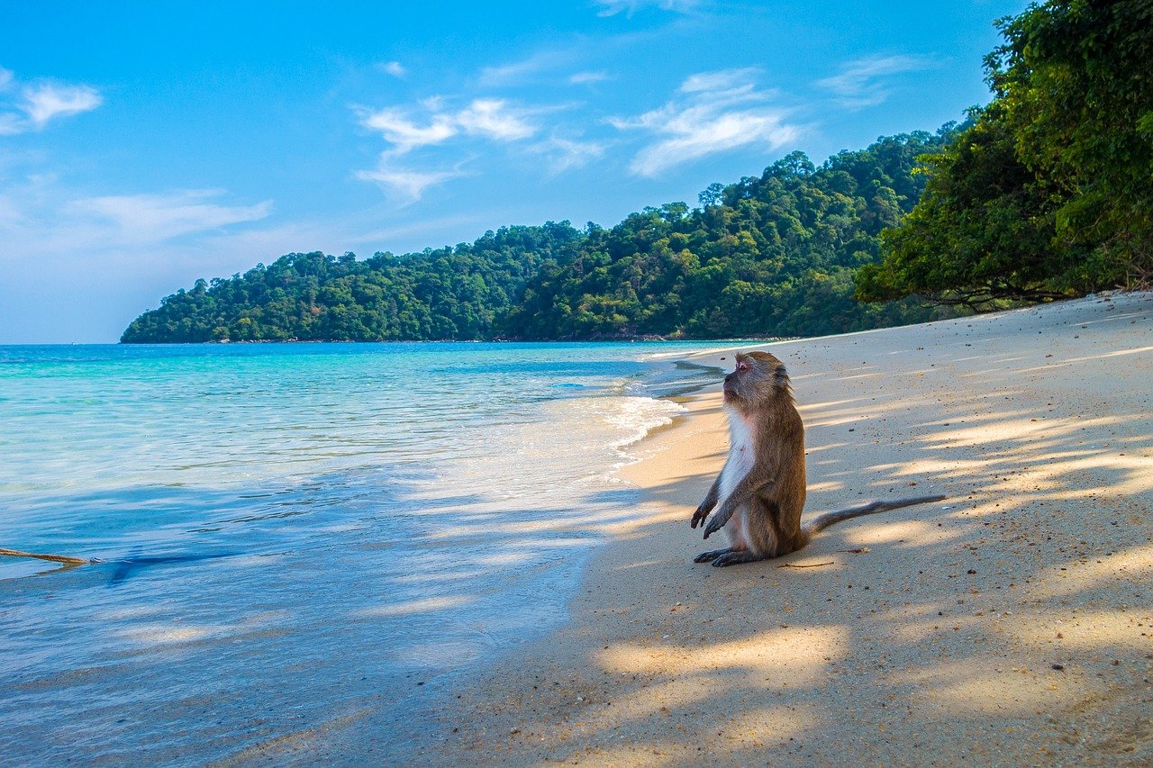 Thailand Strand Affe